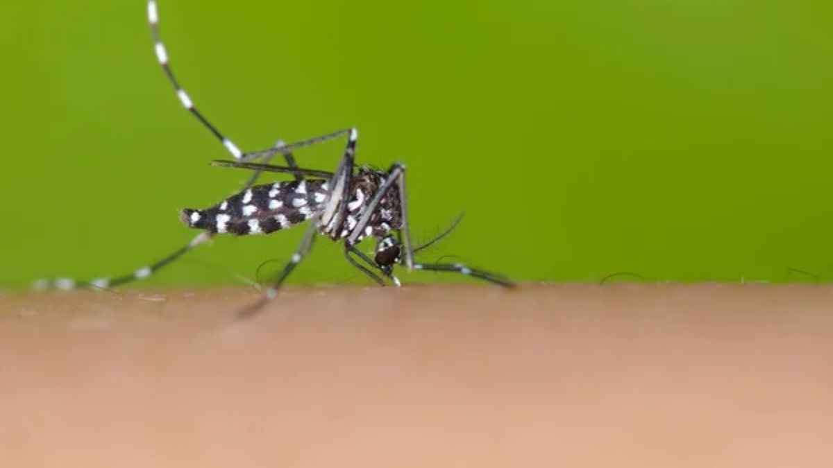 mosquitoes