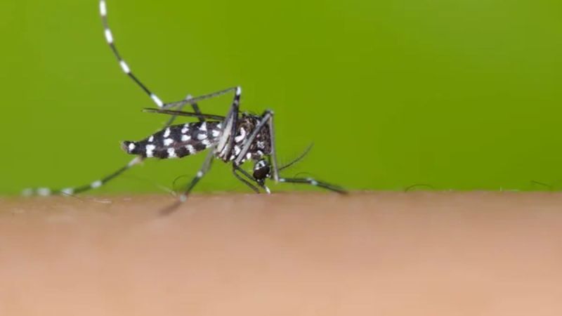 mosquitoes