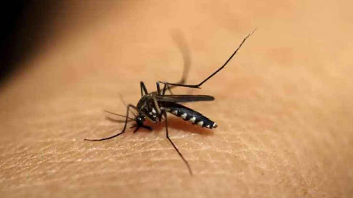 बिहार में डेंगू का कोहराम, पिछले 5 सालों का रिकॉर्ड टूटा, सितंबर में 6 हजार से अधिक केस आए सामने