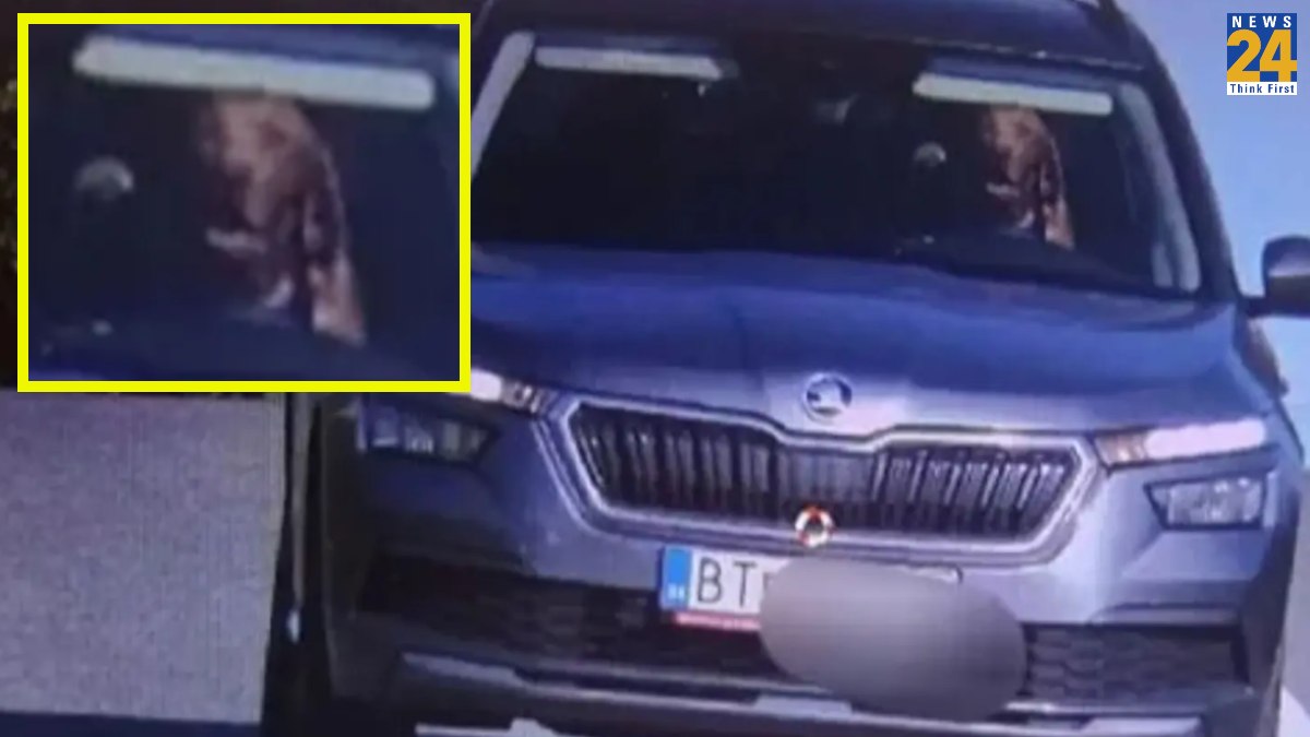 Slovakia News, World News, Dog Drive Car, Viral News