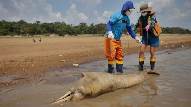 Dolphins Death, Amazon river, Pink Dolphins, Dolphins