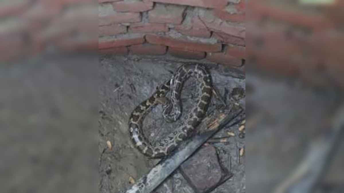 हाथ में अजगर लेकर पेट्रोल पंप पर पहुंचा शख्स, लोगों से बोला- 'खींच मेरी फोटो'