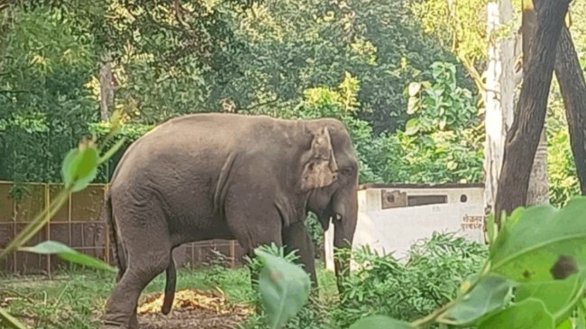 Elephant