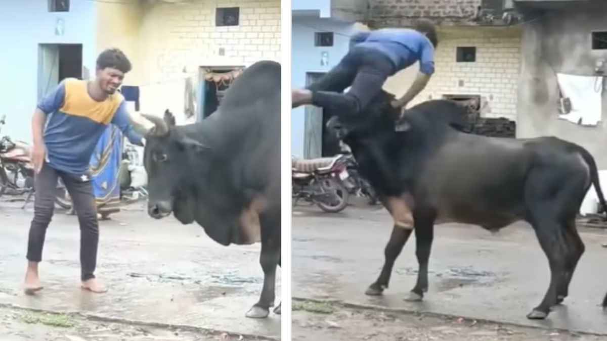 Fight With Bull