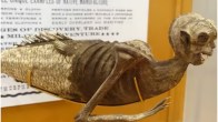 NKU students solve mystery of Fiji Mermaid