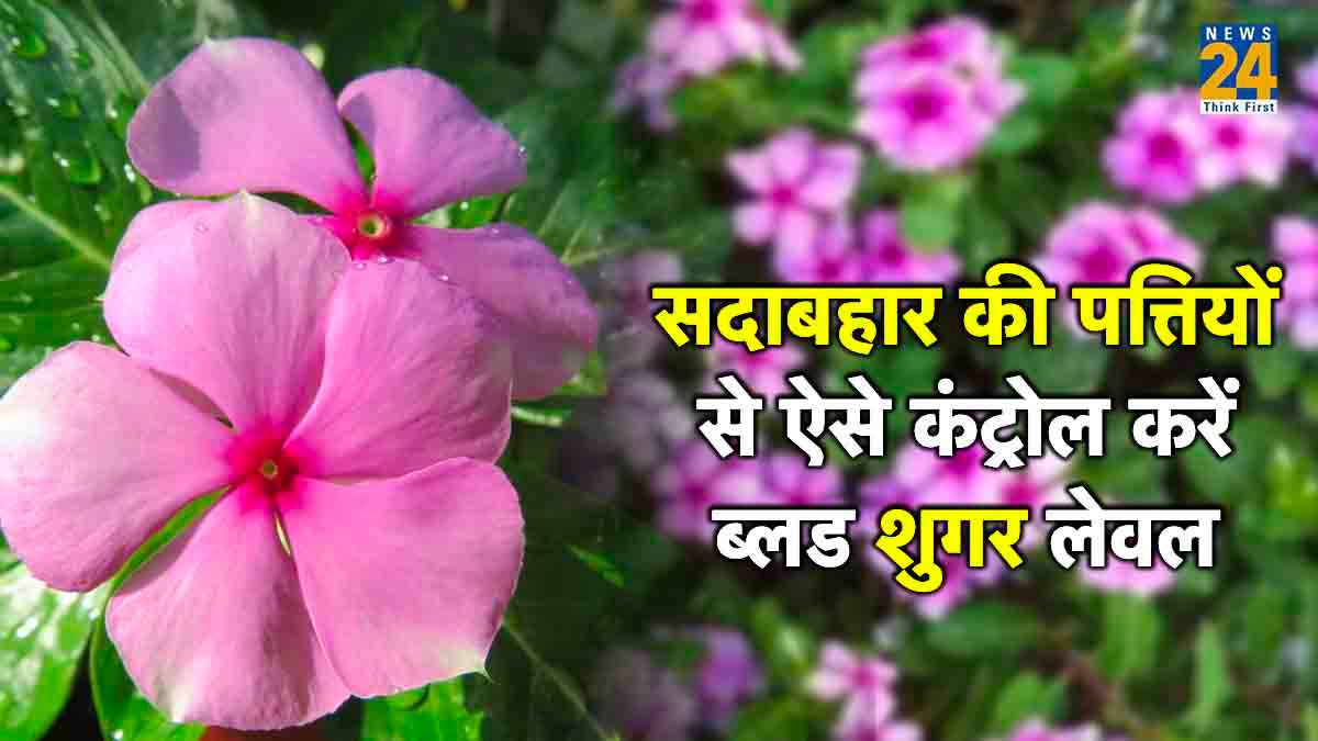 diabetes, blood sugar level, sadabahar plant for diabetes, diabetes controlling tips, right way of consuming sadabahar