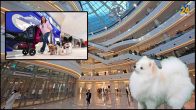 Pet Dogs are Welcome in Mall of Bengaluru, Bengaluru mall, Bengaluru mall Shopping, Shopping, Bengaluru News, Viral News