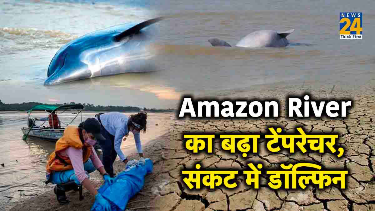 दुनिया की दूसरी सबसे बड़ी Amazon River में पड़ा सूखा,  डॉल्फिन संकट में, सात दिन में 100 से ज्यादा की मौत