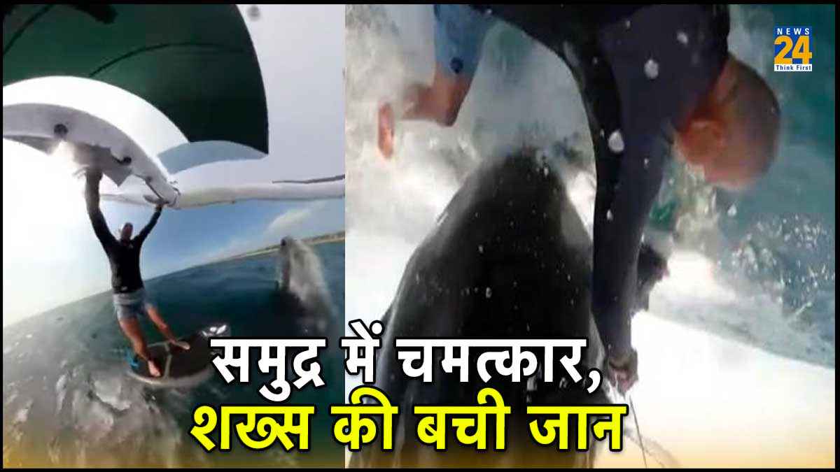 Viral Video, Surfing, whale, Sydney beach
