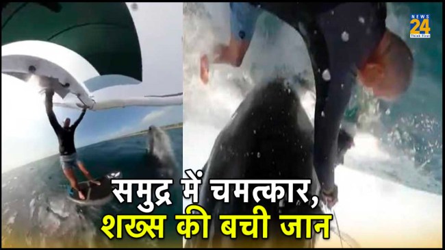 Viral Video Viral Video, Surfing, whale, Sydney beach