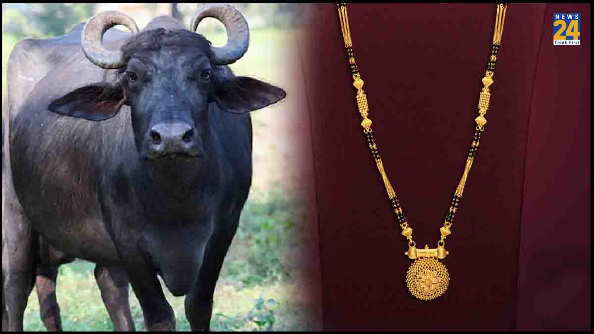 Buffalo Swallowed Gold Chain