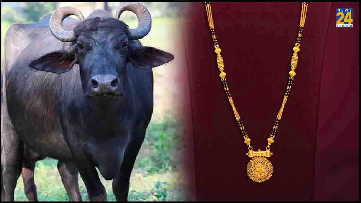 भैंस कैसे निगल गई डेढ़ लाख का मंगलसूत्र, डॉक्टरों ने ढाई घंटे के ऑपरेशन में कैसे पाई सफलता?