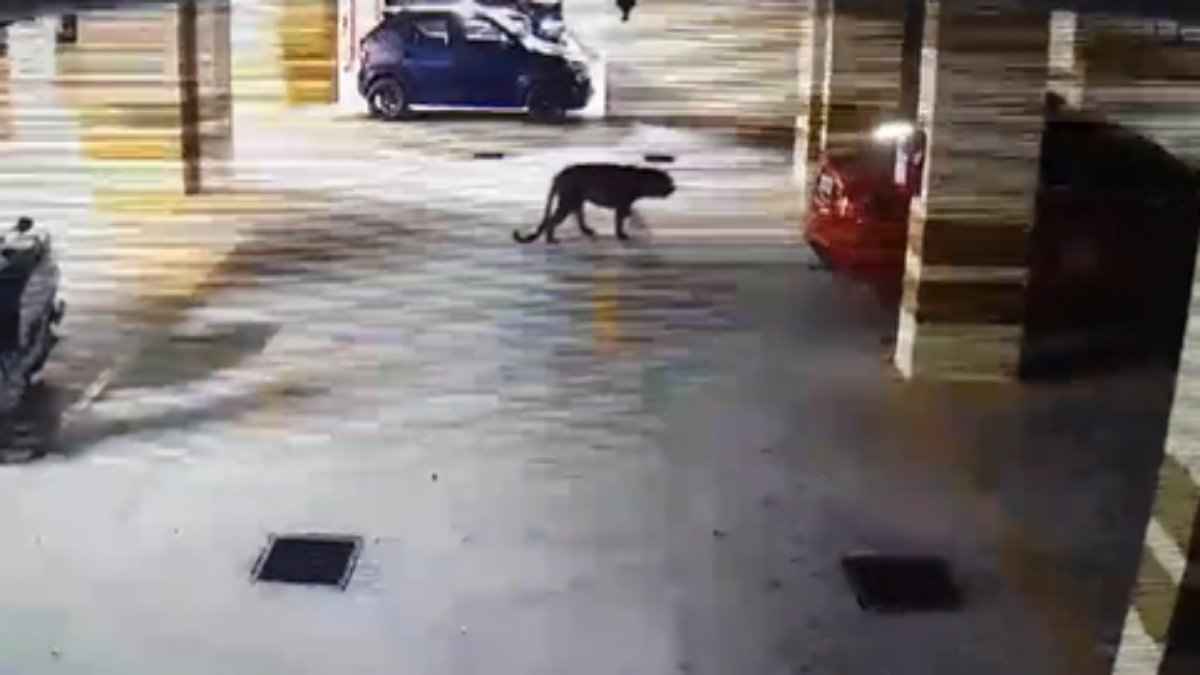 Video: बेंगलुरु के एमएस धोनी इंटरनेशनल स्कूल के पास दिखा तेंदुआ, इलाके में हाई अलर्ट