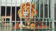 Lion Eat Man, Japan News, Lion Kills Man, Loin kills man in Zoo, World News