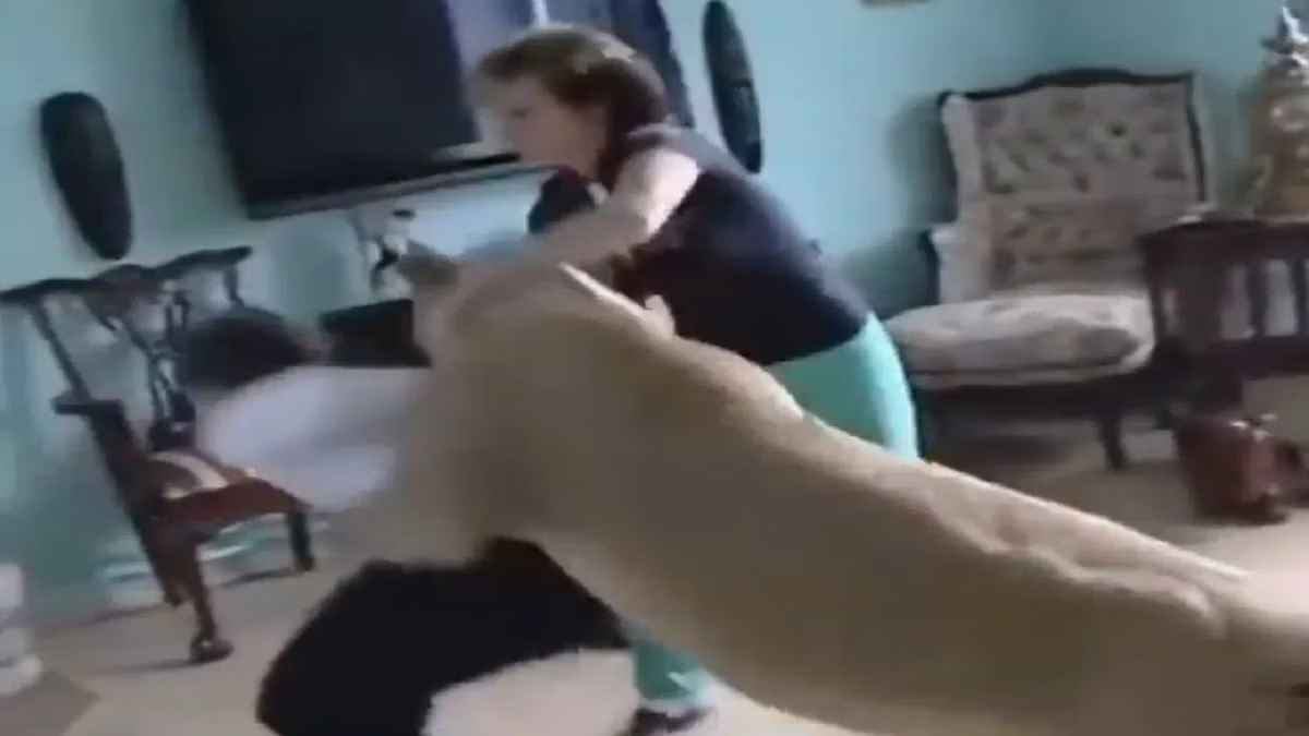 Lioness Attack
