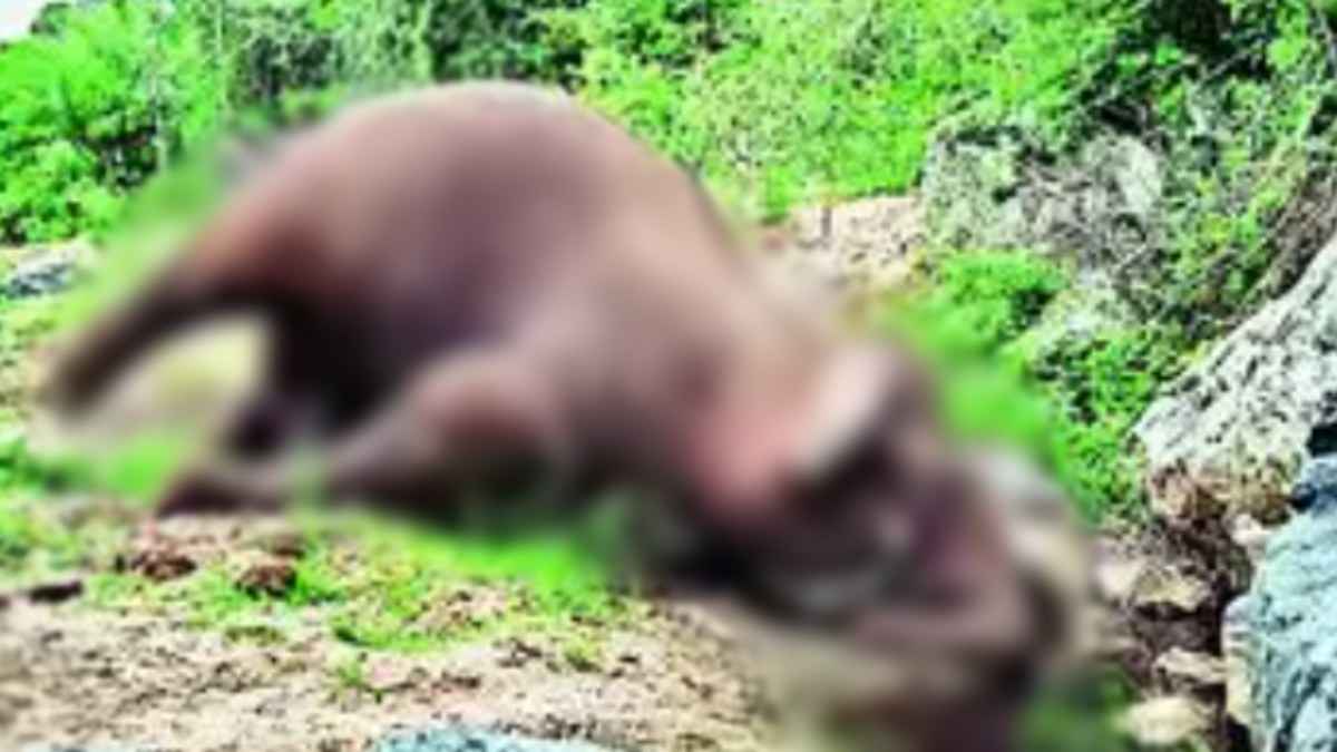 नहीं रहा हाथी मेरा साथी, 30 साल के 'मखना' को आखिर किसने मारा?