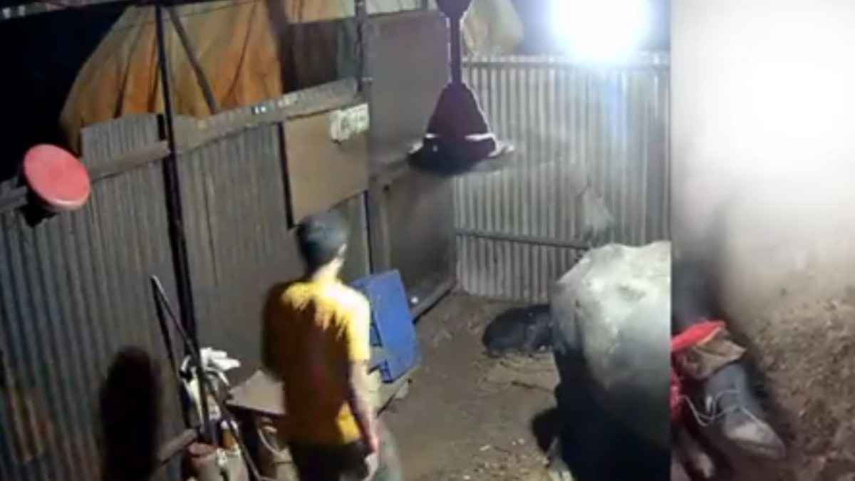शर्मनाक! युवक ने बछड़े का किया यौन उत्पीड़न, CCTV में कैद हुई घटना