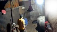 Man Caught On CCTV Raping Buffalo Calf In Chikhali Pune