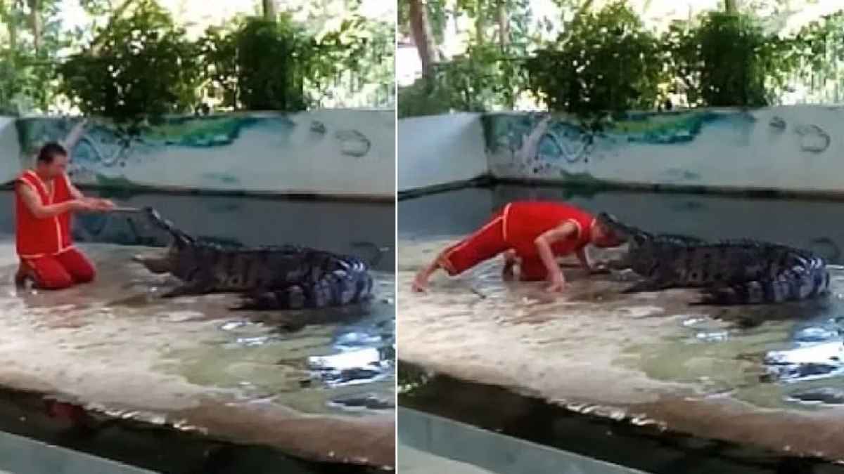 एक शख्स ने मगरमच्छ के जबड़े में डाल दिया सिर; फिर मुश्किल से बची जान