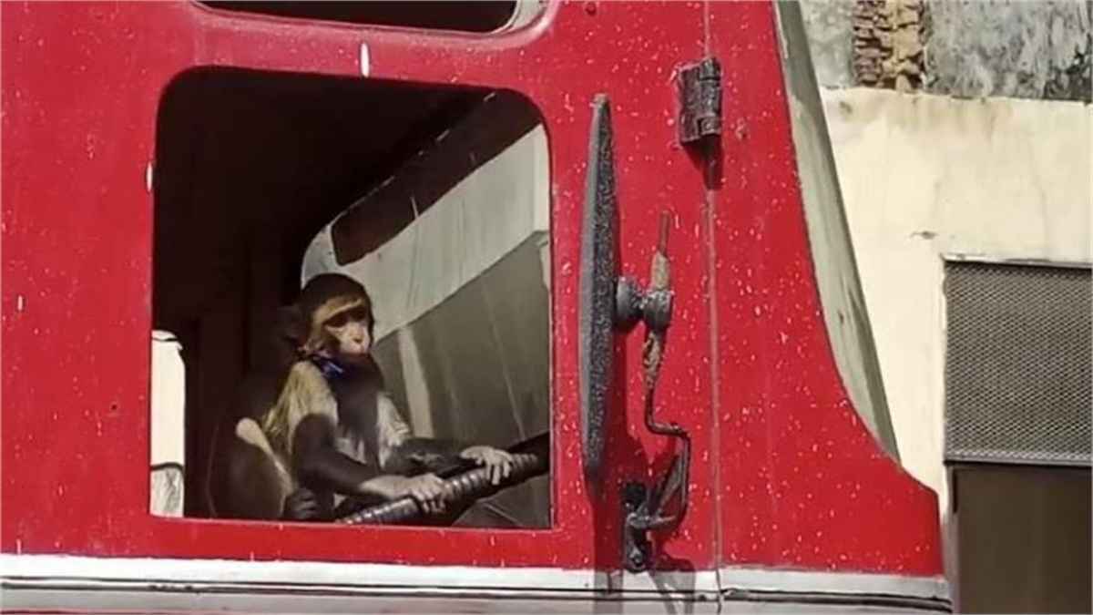 Watch Video: मैं निकला गड्डी ले के...; जब बंदर ने संभाल लिया फायर ब्रिगेड की गाड़ी का स्टीयरिंग तो मची अफरा-तफरी