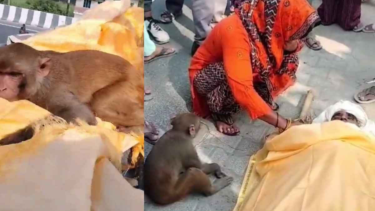 40KM का सफर तय कर बंदर शख्स के अंतिम संस्कार में हुआ शामिल, सोशल मीडिया पर वायरल दिल छू लेने वाला वीडियो