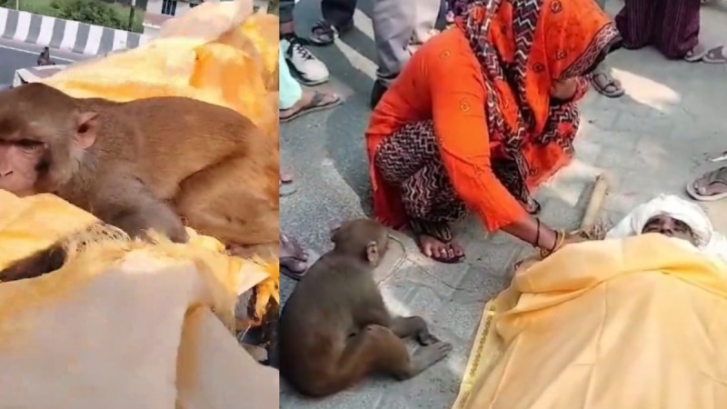 40KM का सफर तय कर बंदर शख्स के अंतिम संस्कार में हुआ शामिल, सोशल मीडिया पर वायरल दिल छू लेने वाला वीडियो