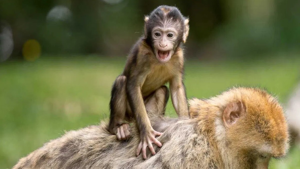 डॉक्टरों ने कर दिखाया चमत्कार, सूअर की किडनी पाने वाला बंदर दो साल बाद भी जीवित, अब लोगों की बचाई जा सकेगी जान