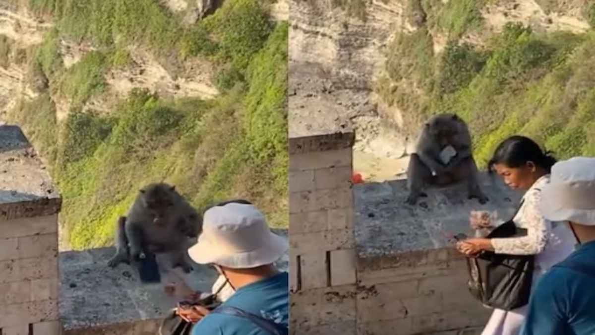 Watch Video: ब्लैकमेलिंग पर उतरे बंदर; खाने के लिए चुरा लेते हैं मोबाइल फोन और कैमरे
