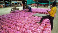 Onion Price Hike Update In Delhi NCR