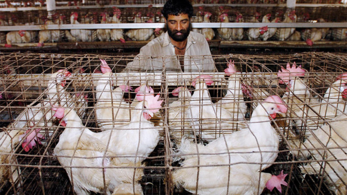 Pakistan, Chicken Price Hiked, Economic crisis