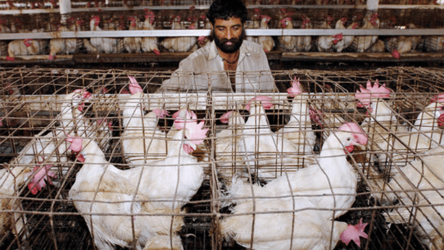 Pakistan, Chicken Price Hiked, Economic crisis
