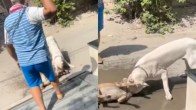 Pitbull Dog Viral Video Noida people scared attack stray Animal