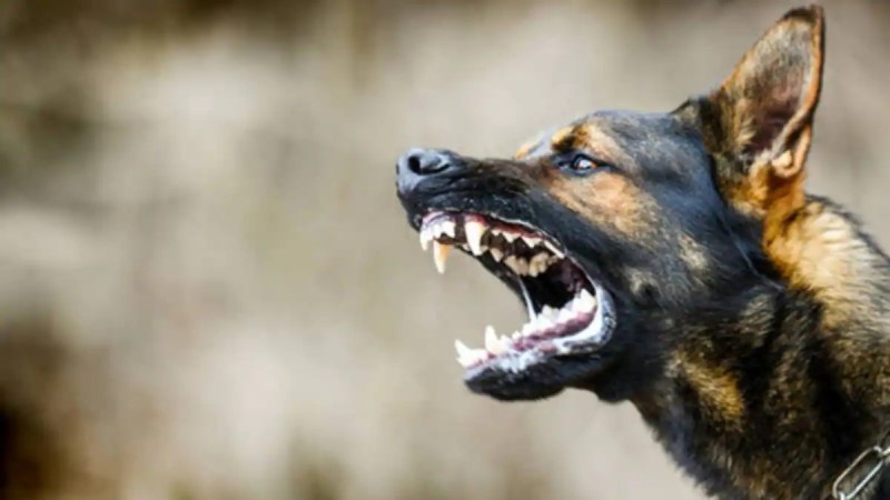 dog attack