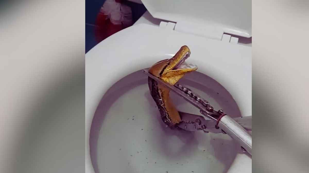 Snake in Toilet Sheet