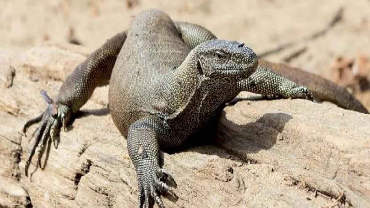 विषखोपड़ा ने महिला के पैर पर काटा, हालत हो गई गंभीर; डॉक्टरों ने बताया अब क्या होगा?