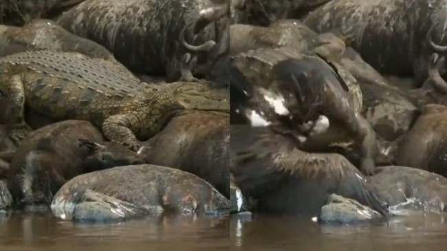 Viral Video OMG Video: मगरमच्छ ने उड़ते बाज को जब अपने जबड़ों में दबोचा, वीडियो देख दांतों तले दबा लेंगे अंगुली