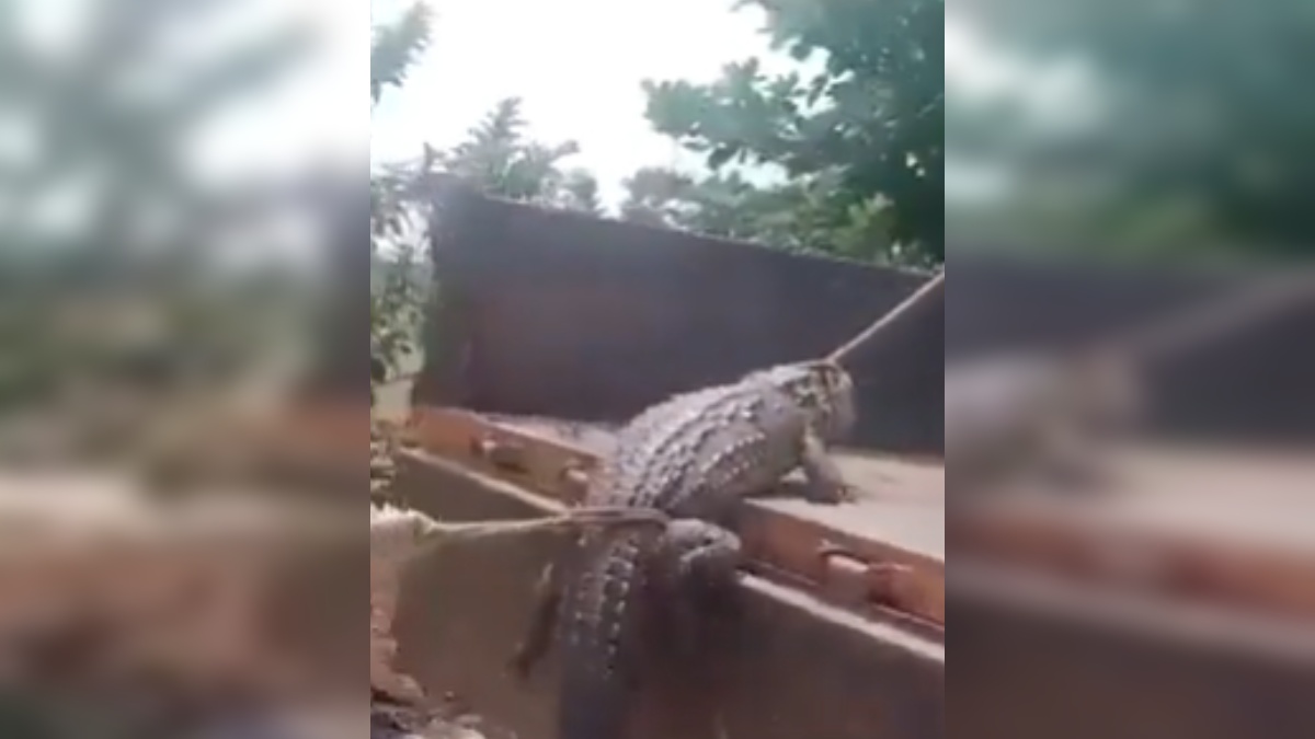 Viral Video, Karnataka Farmers Unique Protest, Crocodile Video, Crocodile Viral Video