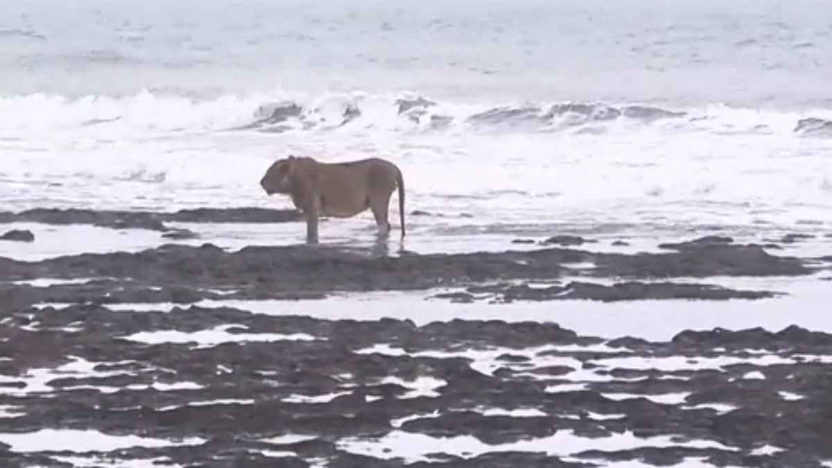 Watch Video: अरब सागर की लहरों को देख किसी की 'यादों में खोया बब्बर शेर'