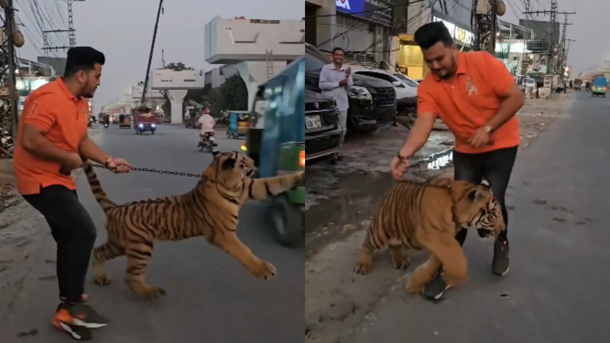 Viral Video: man seen roaming on the road with Chained Tiger about to attack auto