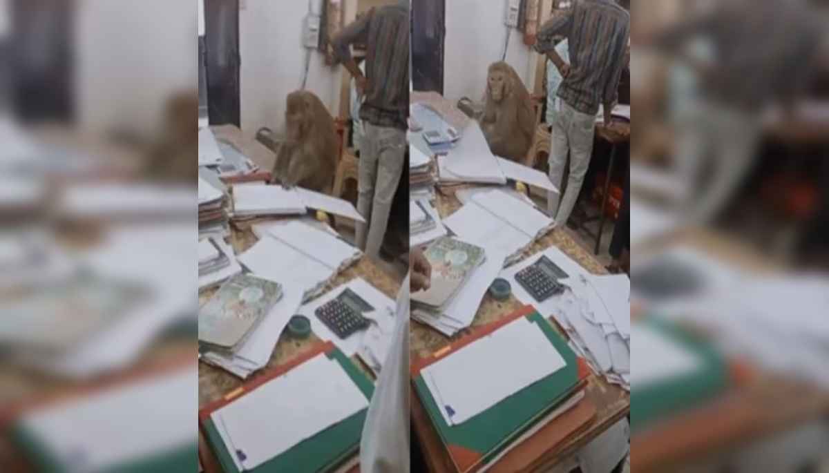 Watch Video: कुर्सी पर बैठ सरकारी फाइलों के पन्ने पलटते दिखा वानर राज, देखें वीडियो