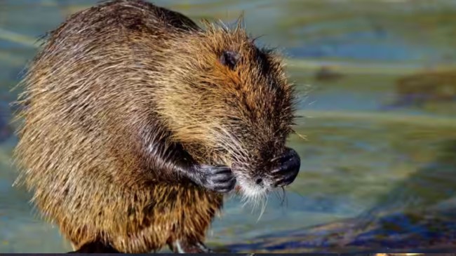 beaver लंदन में 400 साल बाद जन्मा विलुप्त जीव 'ऊदबिलाव', सामने आई बेबी बीवर की पहली तस्वीर