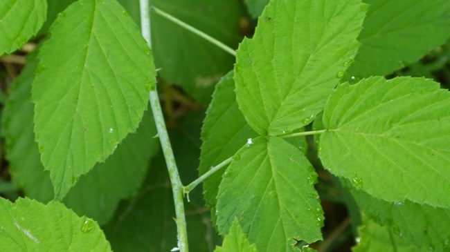 शुगर कंट्रोल करने के लिए रामबाण हैं जामुन के पत्ते, हार्ट अटैक और गले की बीमारी को भी करता है दूर