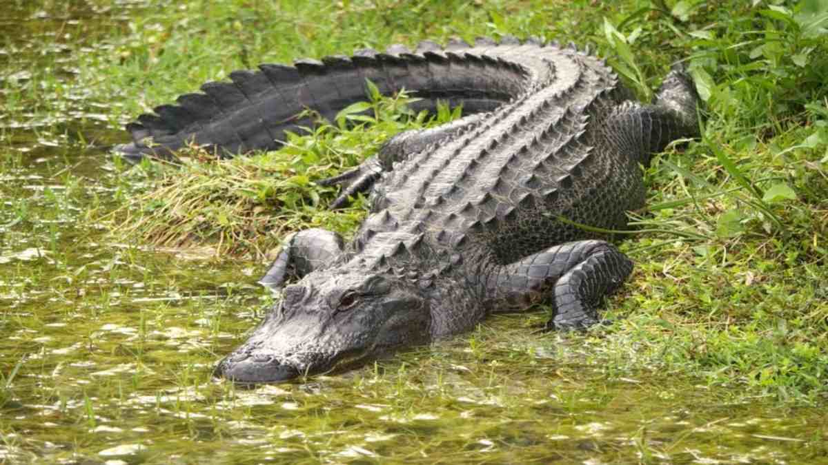 crocodile