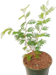 Shami Plant Vastu Tips know auspicious benefits of planting