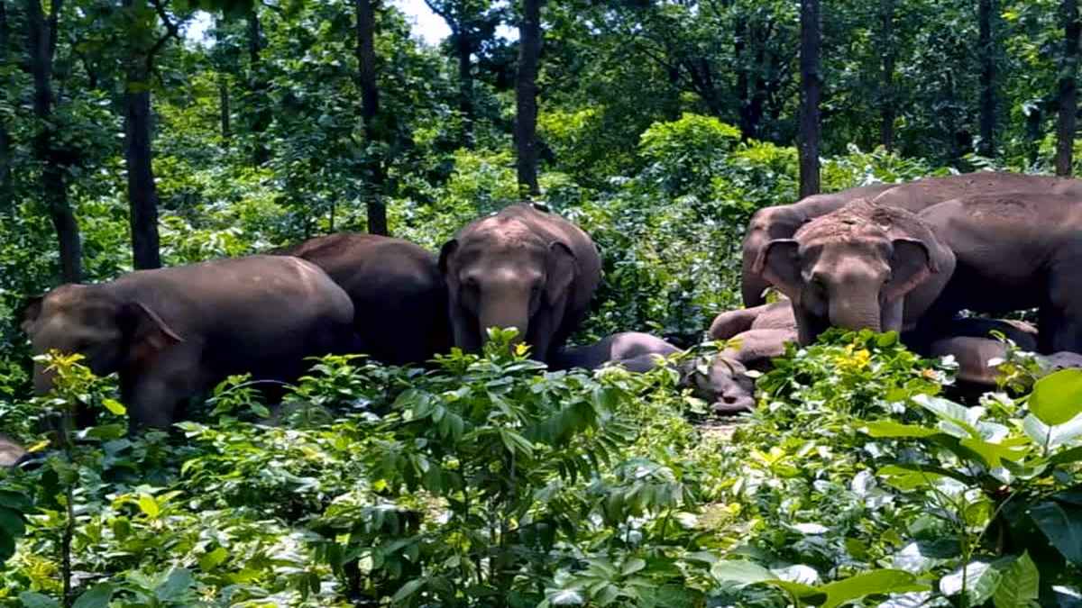 ऐसा ऐप जो 10 किलोमीटर दूर से ही कर देता है हाथियों के हमले से अलर्ट, अब तक 9 लाख लोगों को हुआ फायदा