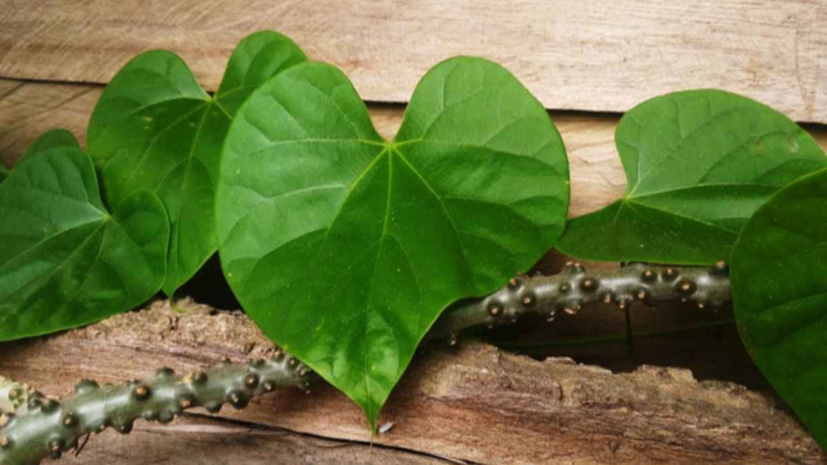 गिलोय इस्तेमाल करें भरपूर, 8 बीमारियां रहेंगी दूर, सबसे ज्यादा गुणकारी है तना