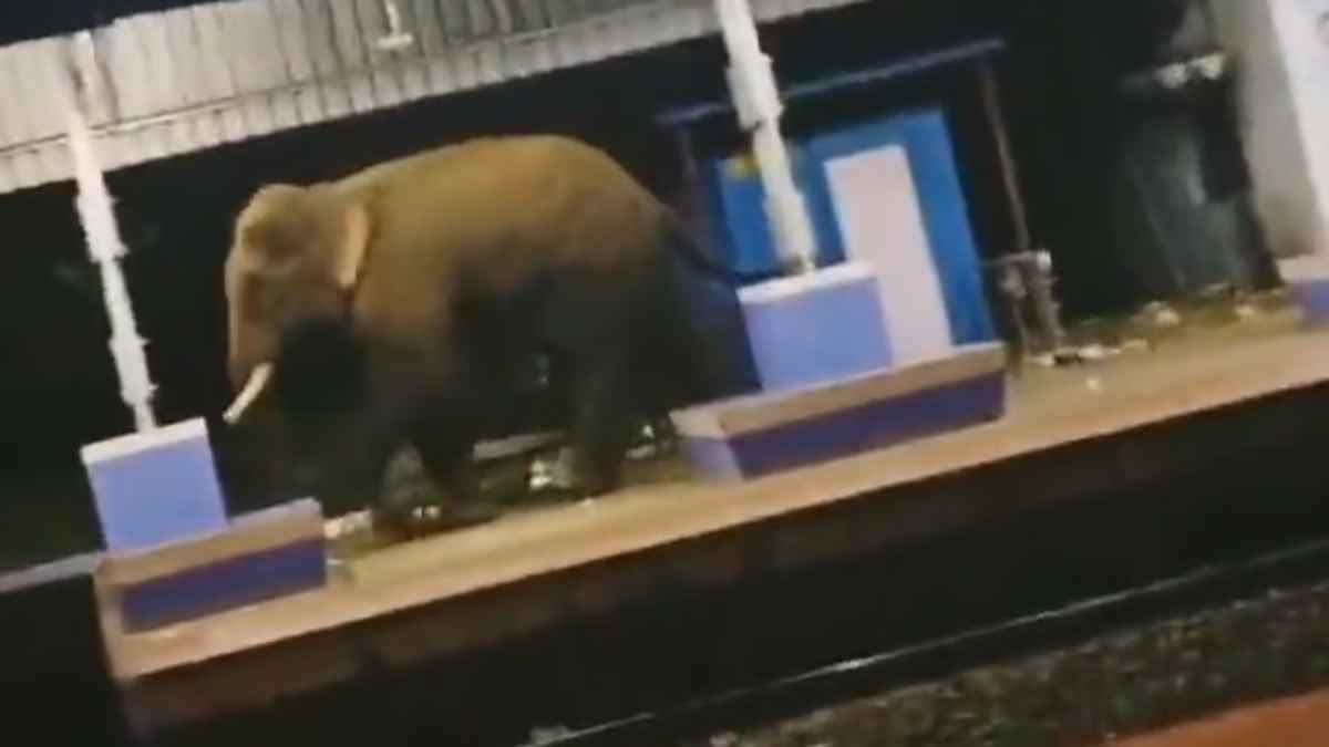 Watch Video: रेलवे स्टेशन पर ट्रेन देखने आया हाथी, कोई डर कर भागा, किसी ने बजाईं तालियां
