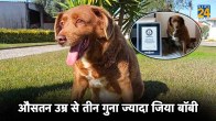 Guinness World Records, Oldest dog, Bobi Dog