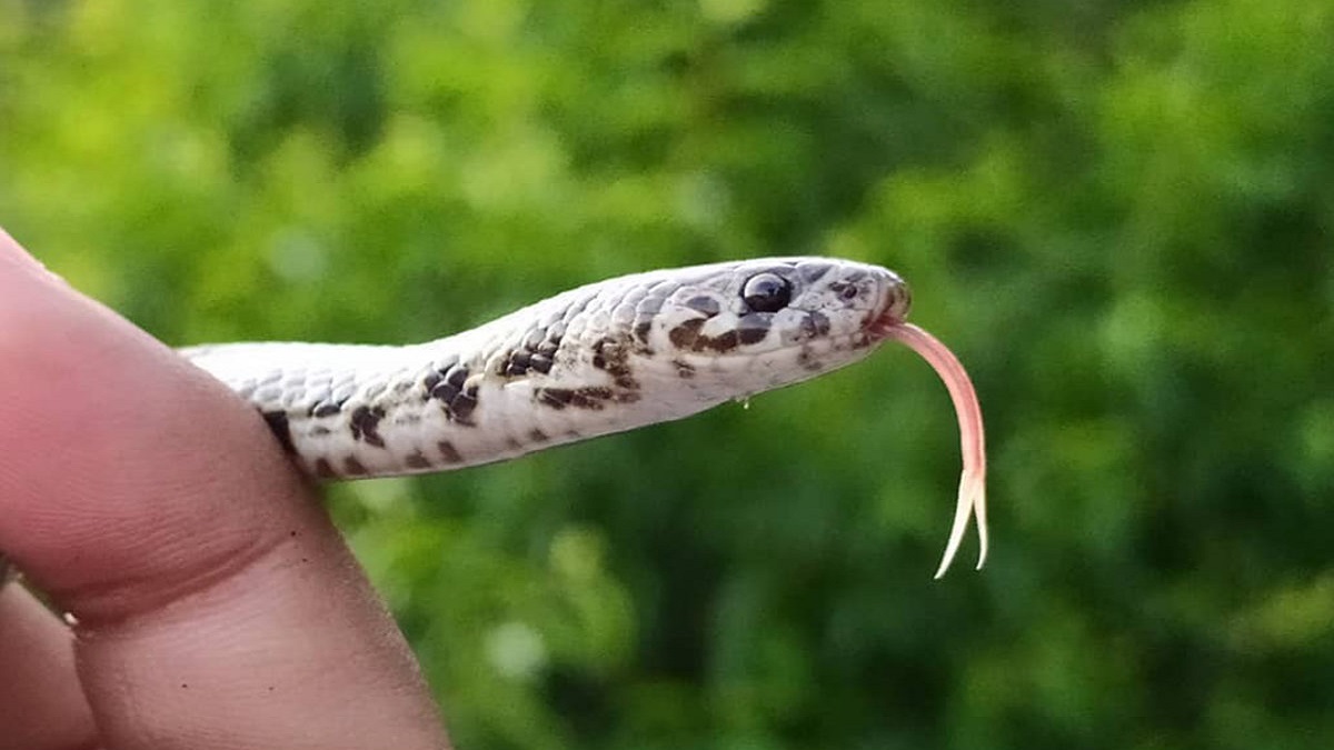 Dangerous Animal Snake