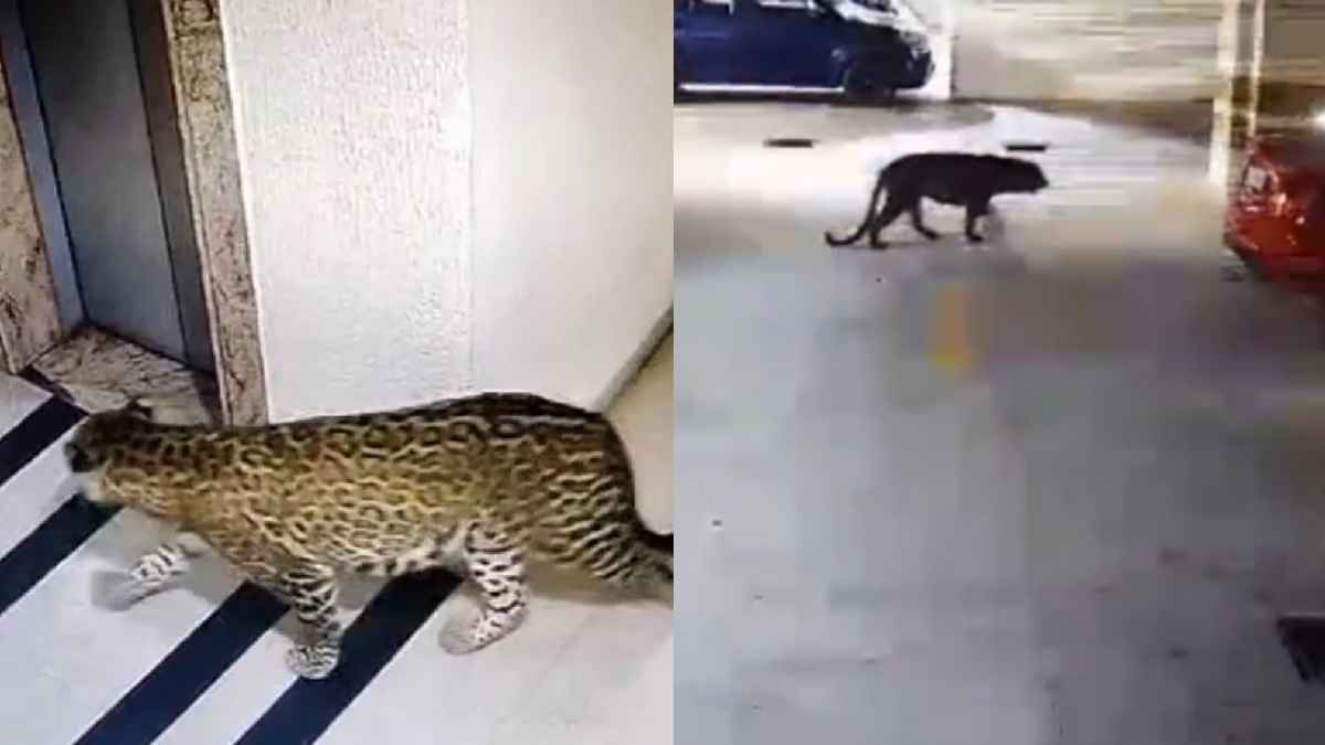 Viral Video: बेंगलुरु के रिहायशी इलाके में रात में घूमता दिखा तेंदुआ, वन विभागकर्मी ट्रैंक्विलाइजर गन के साथ मौके पर तैनात